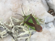Hawthorn Shieldbug (Acanthosoma haemorrhoidale)