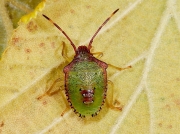 Hawthorn Shieldbug (Acanthosoma haemorrhoidale) - final instar nymph