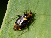 Liocoris tripustulatus