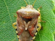 Parent Bug (Elasmucha grisea) female brooding eggs