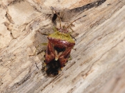 Parent Bug (Elasmucha grisea)