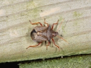 Picromerus bidens