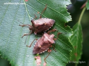 Forest Bug or Red-legged Shieldbug (Pentatoma rufipes)