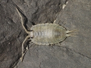 Sea Slater