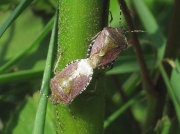 Sloe Bug (Dolycoris baccarum)
