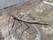 Unarmed Stick-insect (Acanthoxyla inermis) - brown form
