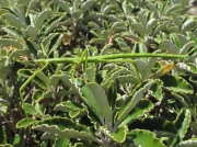 Unarmed Stick-insect (Acanthoxyla inermis) - green form
