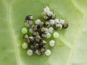 Green Shieldbug (Palomena prasina) nymphs