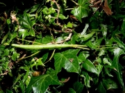 Unarmed Stick-insect (Acanthoxyla inermis) - green form