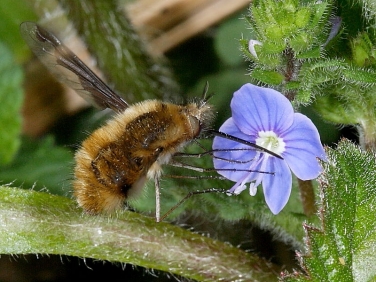 Dark-edged Bee Fly (Bombylius major) hovering to feed at flower of germander speedwell © 2010 Steve Ogden