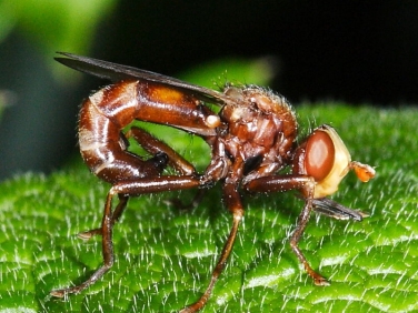 Sicus ferrugineus