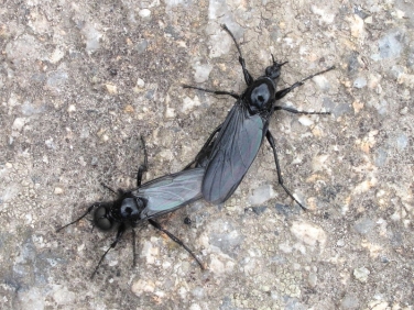 St Mark's Fly (Bibio marci) - pair