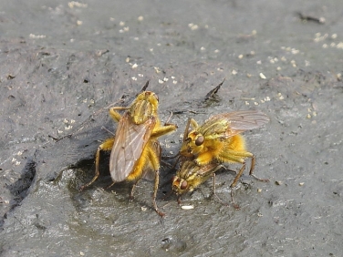 Yellow Dung Fly (Scathophaga stercoraria)