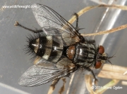 Parasitic fly Exorista larvarum © 2014 steve ogden
