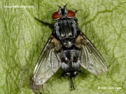 Tachinid fly, unconfirmed Sturmia bella, a parasitoid of Small Tortoiseshell Butterfly larvae © 2013 Steve Ogden