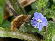 Dark-edged Bee Fly (Bombylius major) hovering to feed at flower of germander speedwell © 2010 Steve Ogden