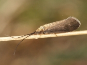 Caddis Fly