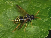 Figwort Sawfly
