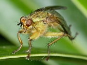 fly