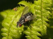 Parasitic tachinid fly seen on Small Tortoiseshell caterpillar web