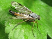 Snipe Fly