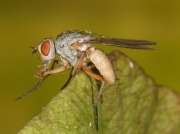 Spinach leaf mining fly Pegomy hyoscami