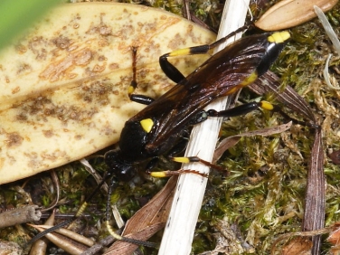 Ichneumon stramentarius