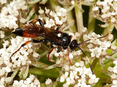 Ichneumon suspiciosus
