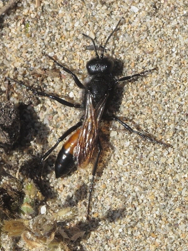 Podalonia hirsuta
