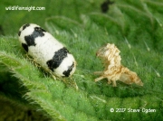 Ichneumon wasp pupa 3546