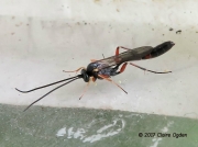 Ichneumon wasp