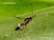 Parasitic wasp of Small Tortoiseshell 1032