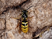 Common Wasp (Vespula vulgaris)