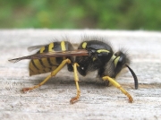 Common Wasp (Vespula vulgaris)