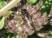 Crabro cribrarius