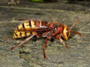 Hornet (Vespa crabro)