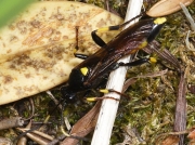 Ichneumon stramentarius
