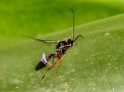 Parasitic wasp of Small Tortoiseshell caterpillar