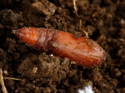 pupa parasitised by wasp