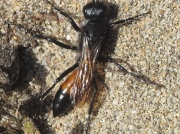 Podalonia hirsuta