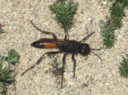Podalonia hirsuta