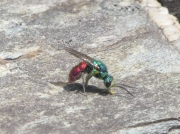 Ruby-tailed Wasp