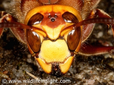 Hornet (Vespa crabro) close up of head and antennae