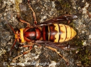 Hornet (Vespa crabro) largest wasp in the British Isles