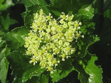 Alexanders (Smyrnium olusatrum)