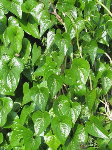 Black Bryony (Tamus communis) - leaves
