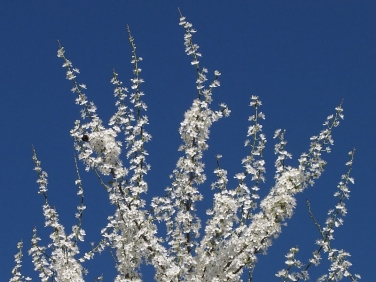 Blackthorn (Prunus spinosa)