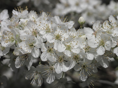 Blackthorn (Prunus spinosa)