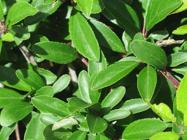 Blackthorn (Prunus spinosa) - leaf