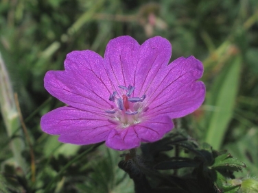 Bloody Crane's-bill (Geranium sanguineum)